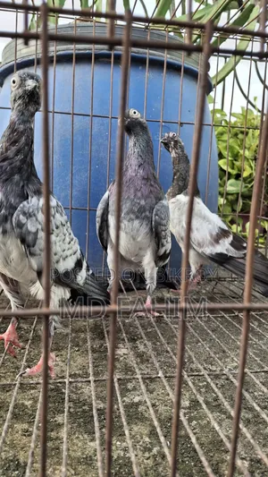 ডার্ক স্টর্ক বুদাপেস্ট রানিং পেয়ার