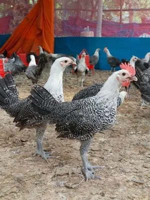 Deshi Chicken, Brahma, Fayoumi Egyptian, White Giant Quail