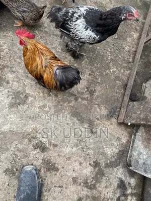 কোচিং মোরগ
