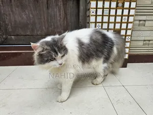 1+ Year Male Purebred Persian