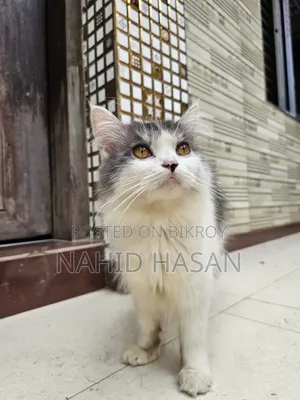 ১+ বছরের পুরুষ পিওরব্রেড পার্সিয়ান বিড়াল
