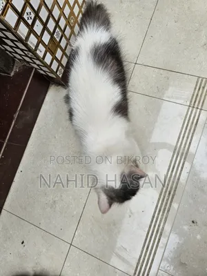 ১+ বছরের পুরুষ পিওরব্রেড পার্সিয়ান বিড়াল