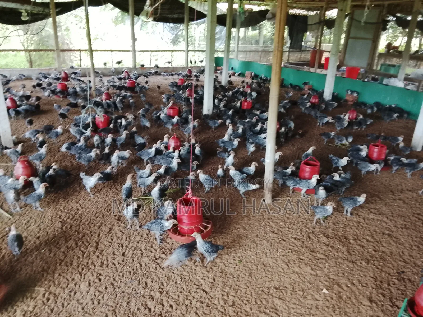 ফাউমি মুরগি