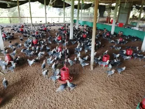 ফাউমি মুরগি