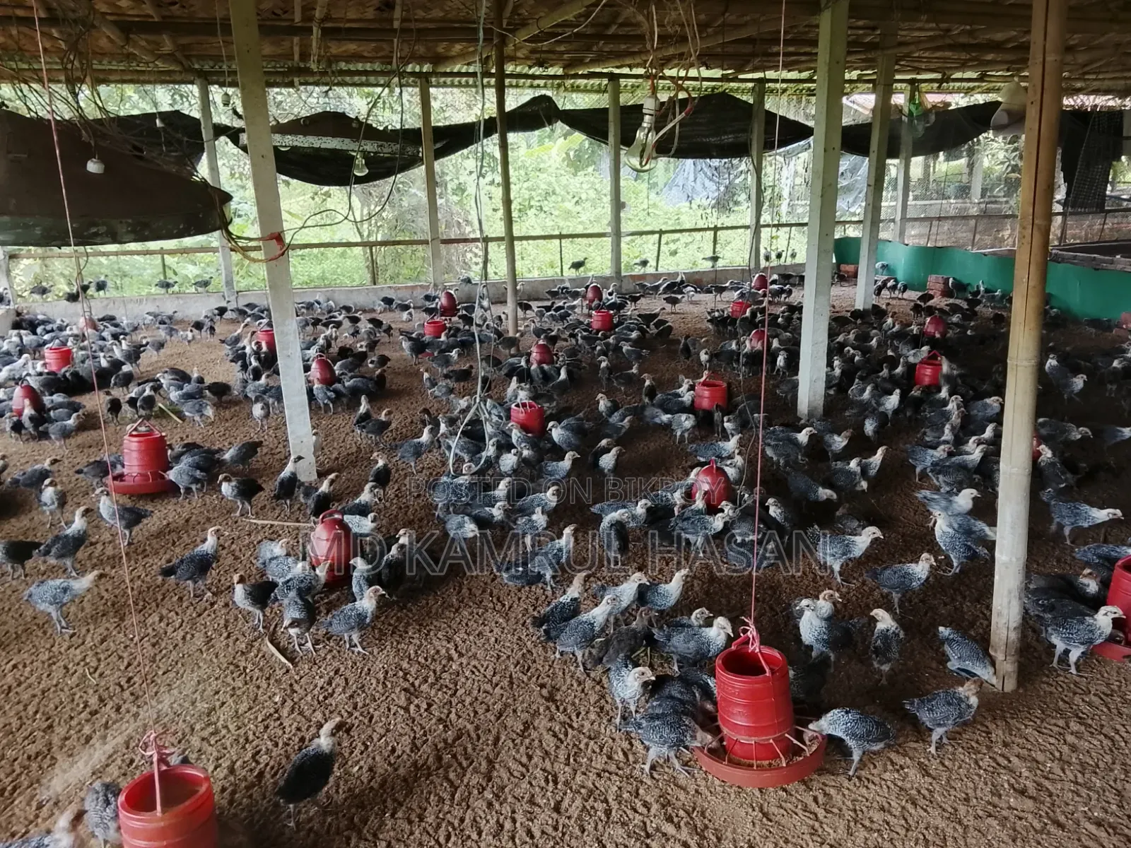 ফাউমি মুরগি