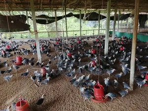 ফাউমি মুরগি