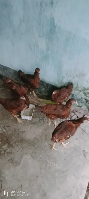 লেয়ার মুরগী
