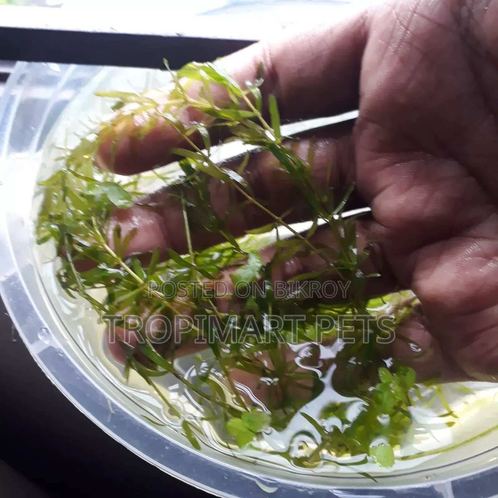 Fresh Densa (10 Piece, 6inch). Aquarium Live Plant. High Quality