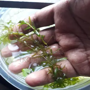 Fresh Densa (10 Piece, 6inch). Aquarium Live Plant. High Quality
