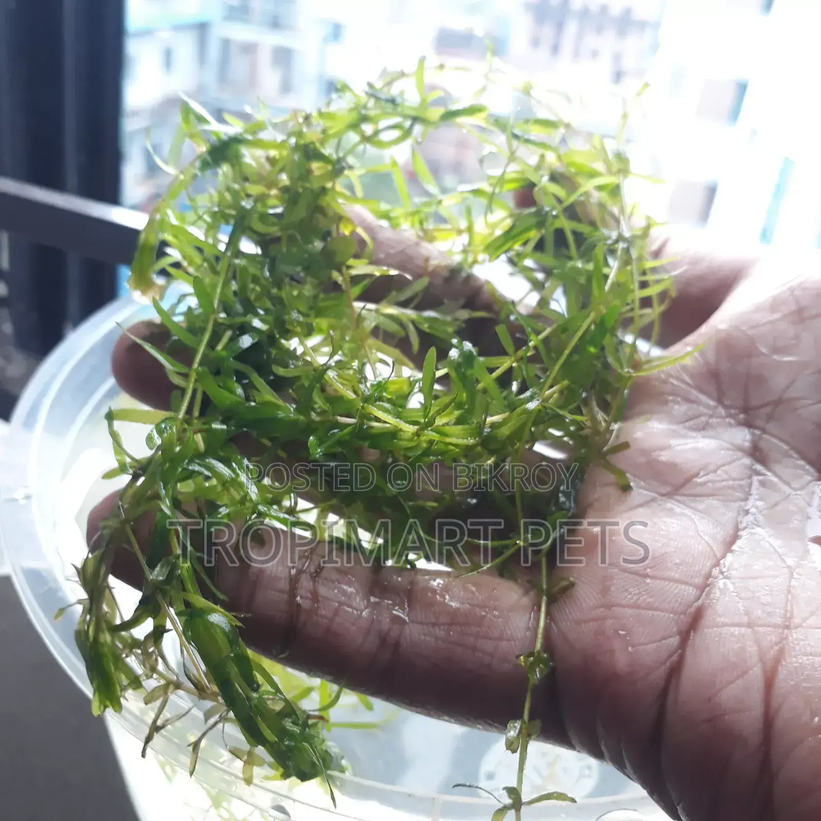 Fresh Densa (10 Piece, 6inch). Aquarium Live Plant. High Quality