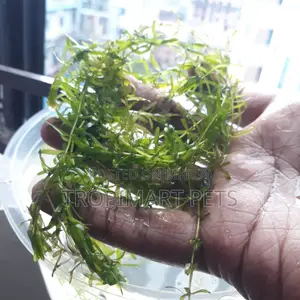 Fresh Densa (10 Piece, 6inch). Aquarium Live Plant. High Quality