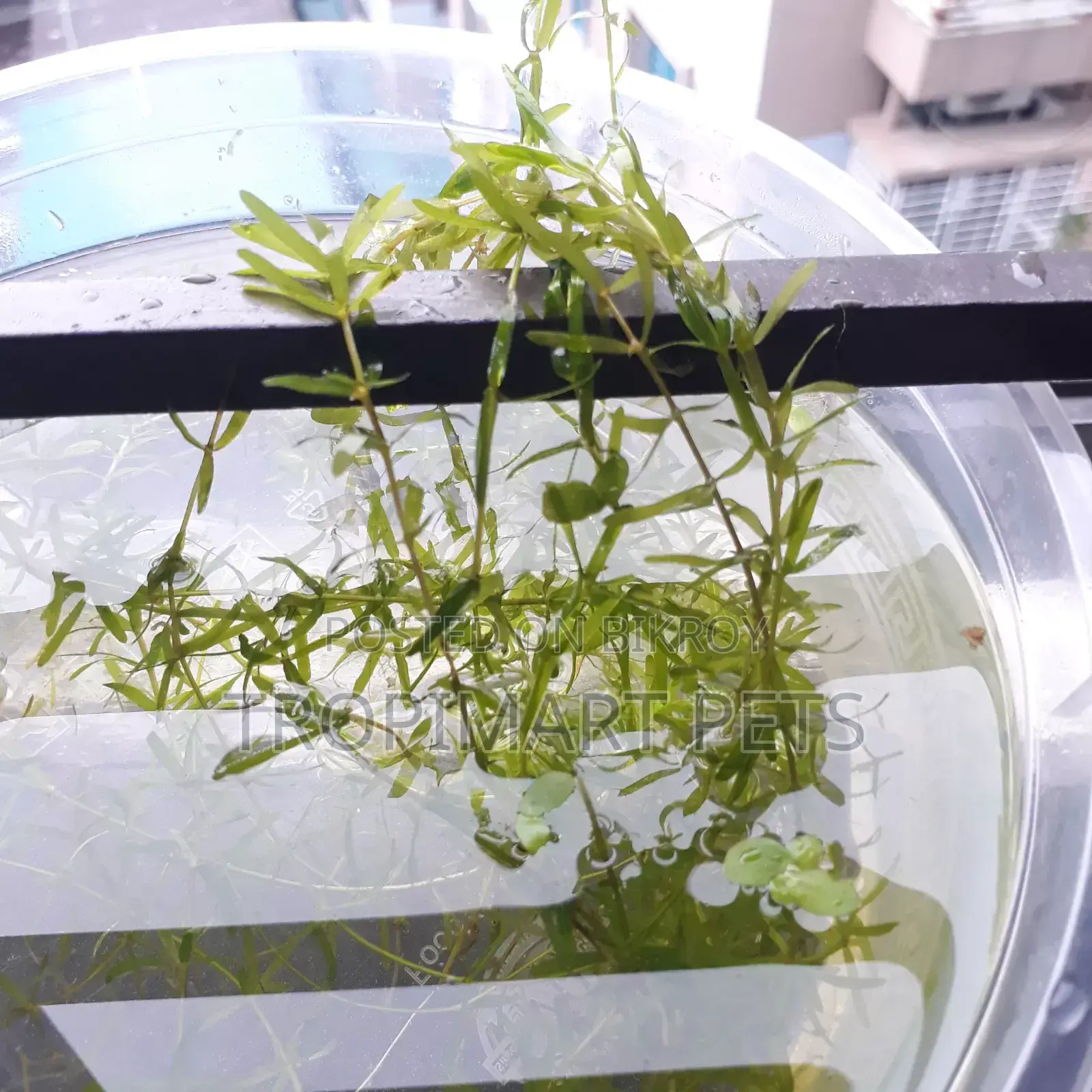 Fresh Densa (10 Piece, 6inch). Aquarium Live Plant. High Quality