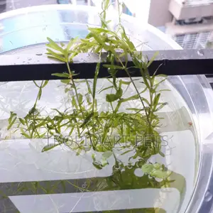 Fresh Densa (10 Piece, 6inch). Aquarium Live Plant. High Quality