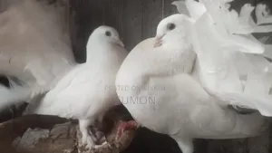 Lakkha Pigeon (White)