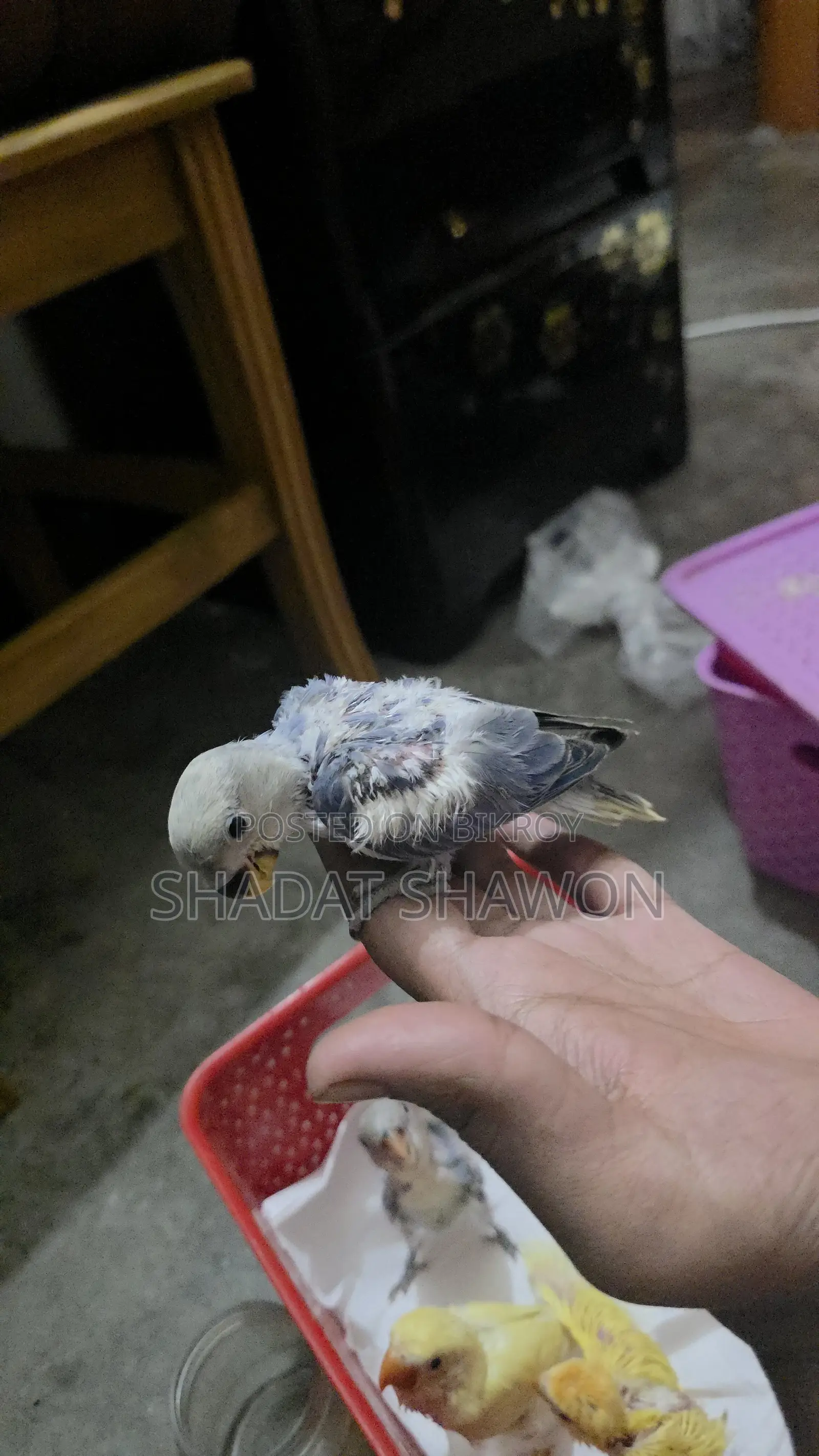 Baby Size Bird