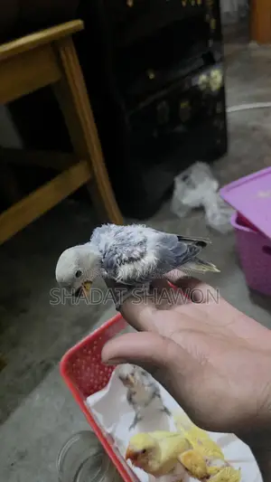 Baby Size Bird