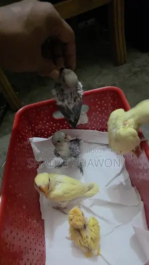 Baby Size Bird