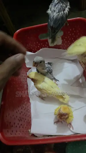 Baby Size Bird