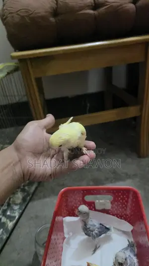 Baby Size Bird