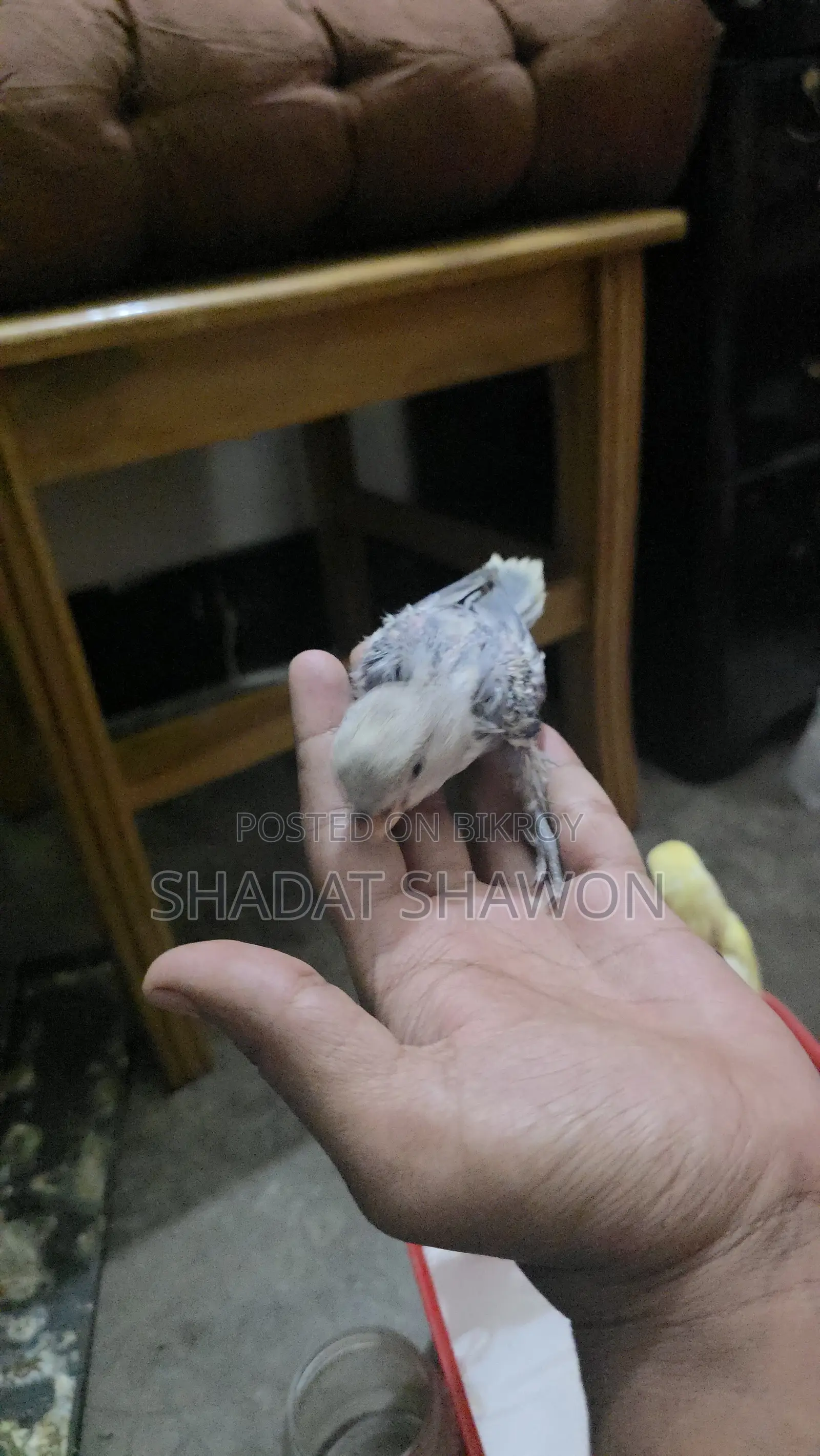 Baby Size Bird