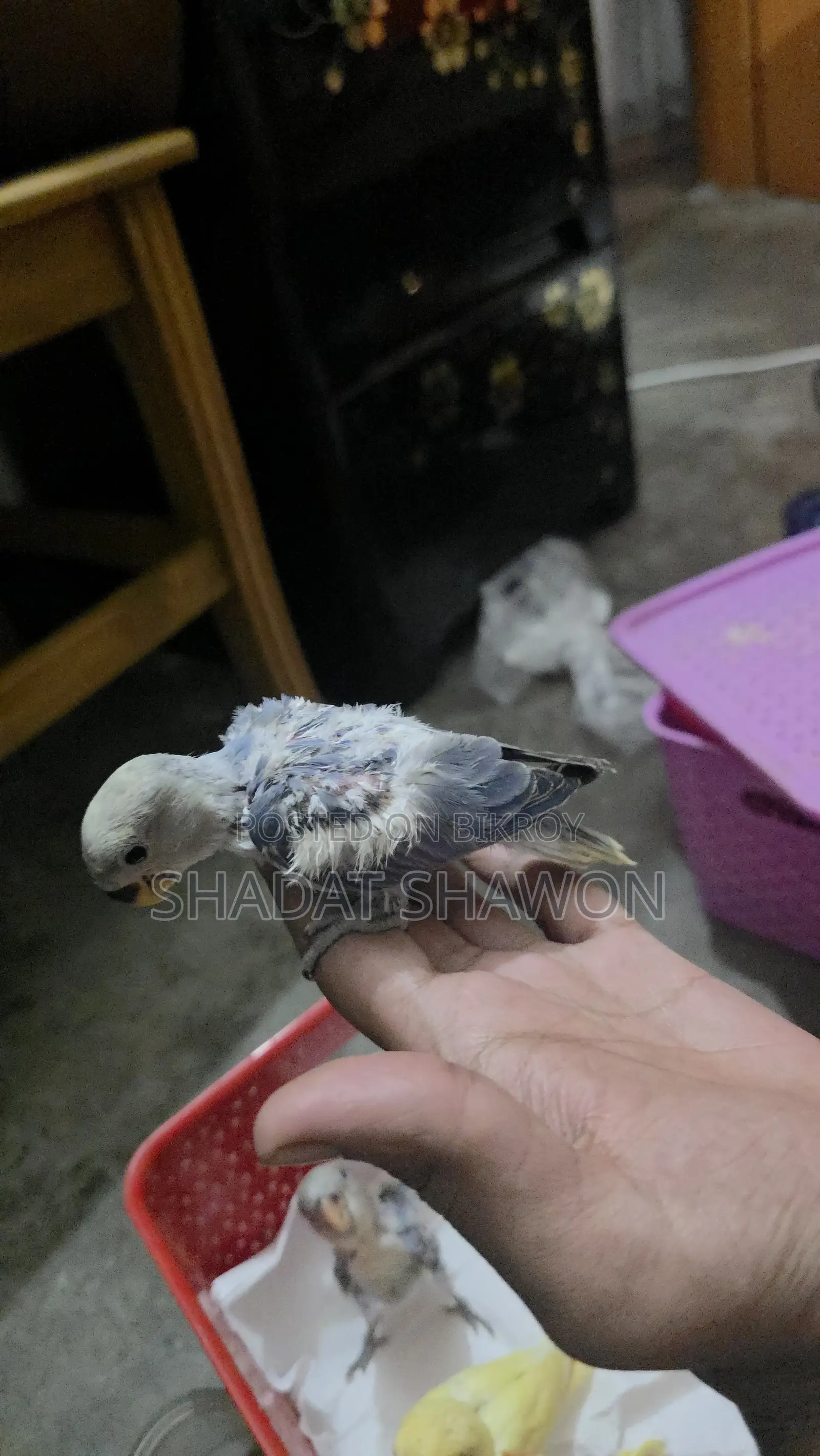 Baby Size Bird
