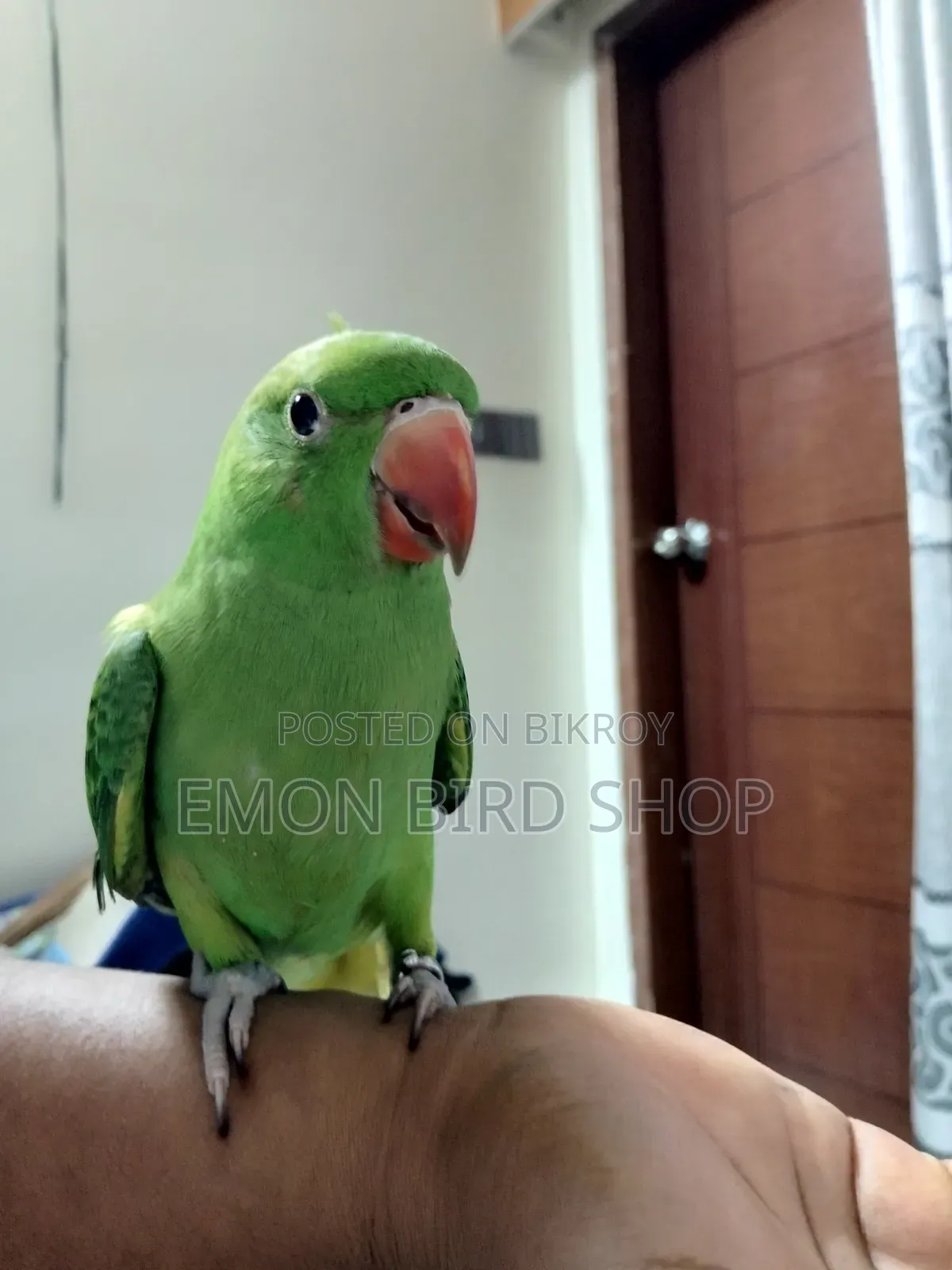 Ringneck Parrot