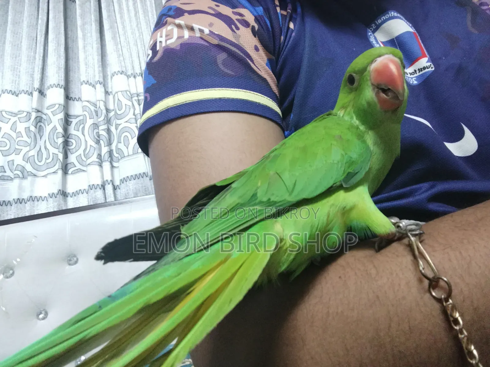 Ringneck Parrot