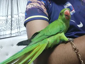 Ringneck Parrot