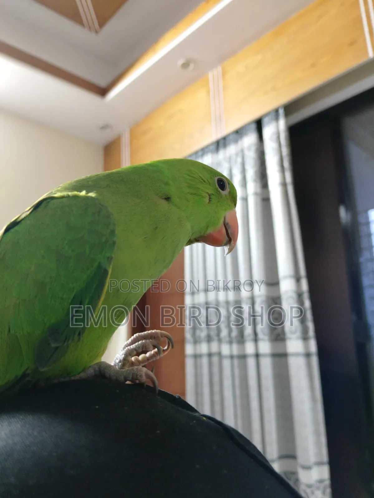Ringneck Parrot