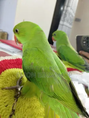 Ringneck Parrot