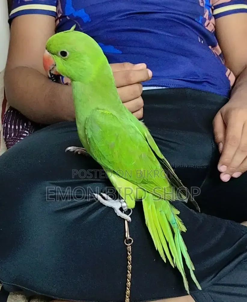 Ringneck Parrot