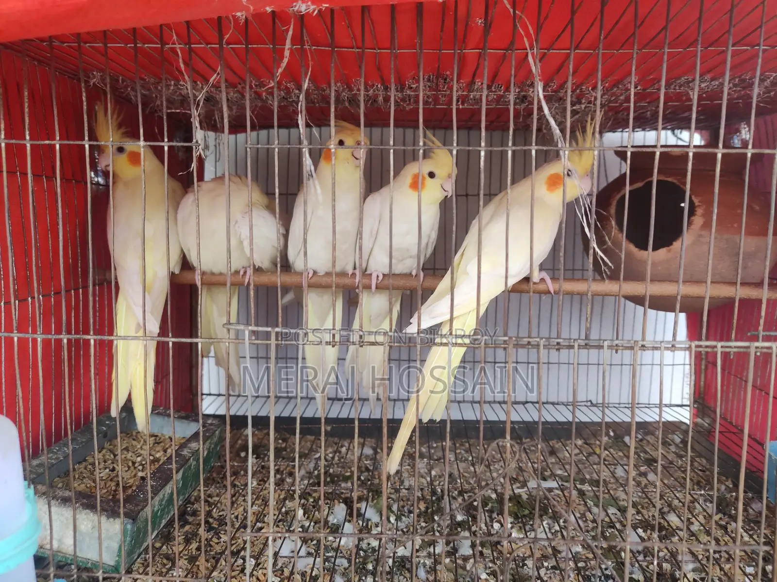 লুটিনো কোকাটেল