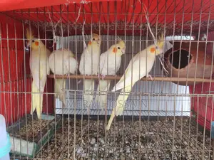 লুটিনো কোকাটেল
