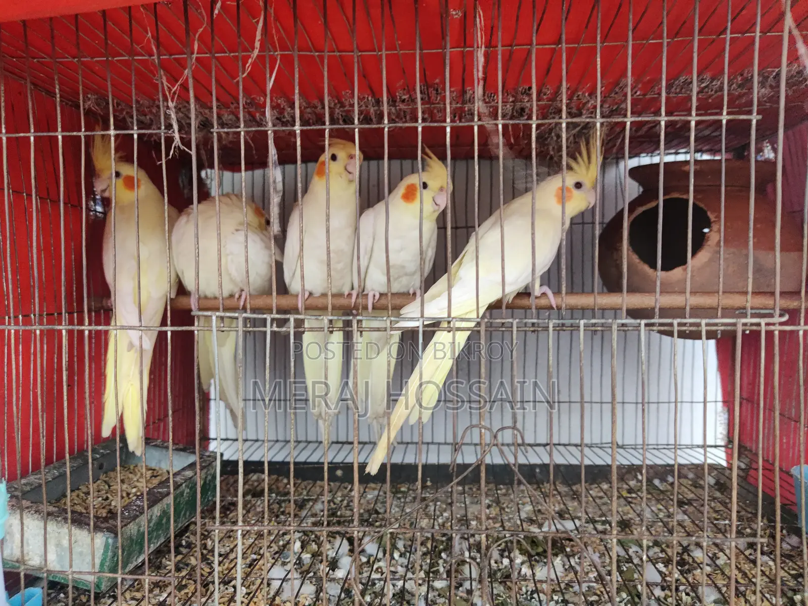লুটিনো কোকাটেল