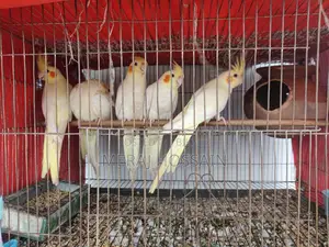লুটিনো কোকাটেল
