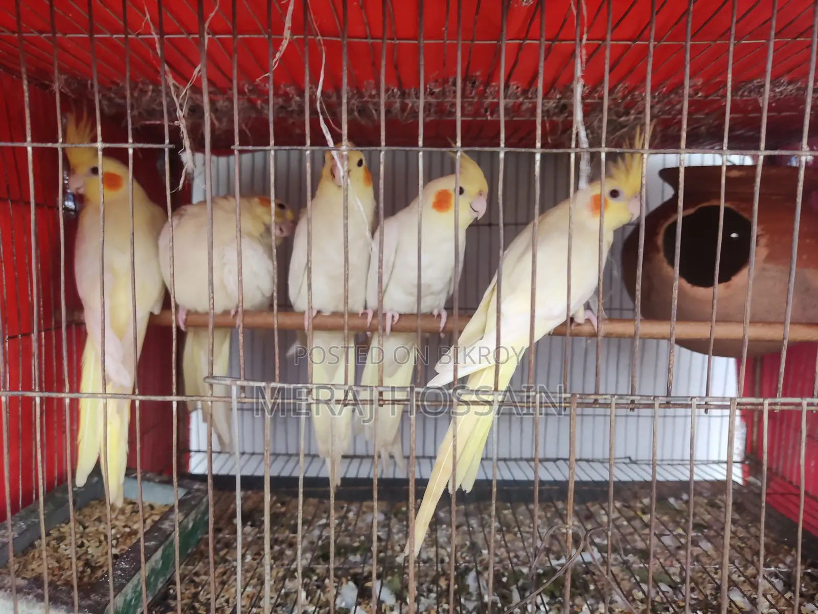 লুটিনো কোকাটেল