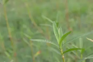 সুরমা টাওয়ারে দোকান ভাড়া