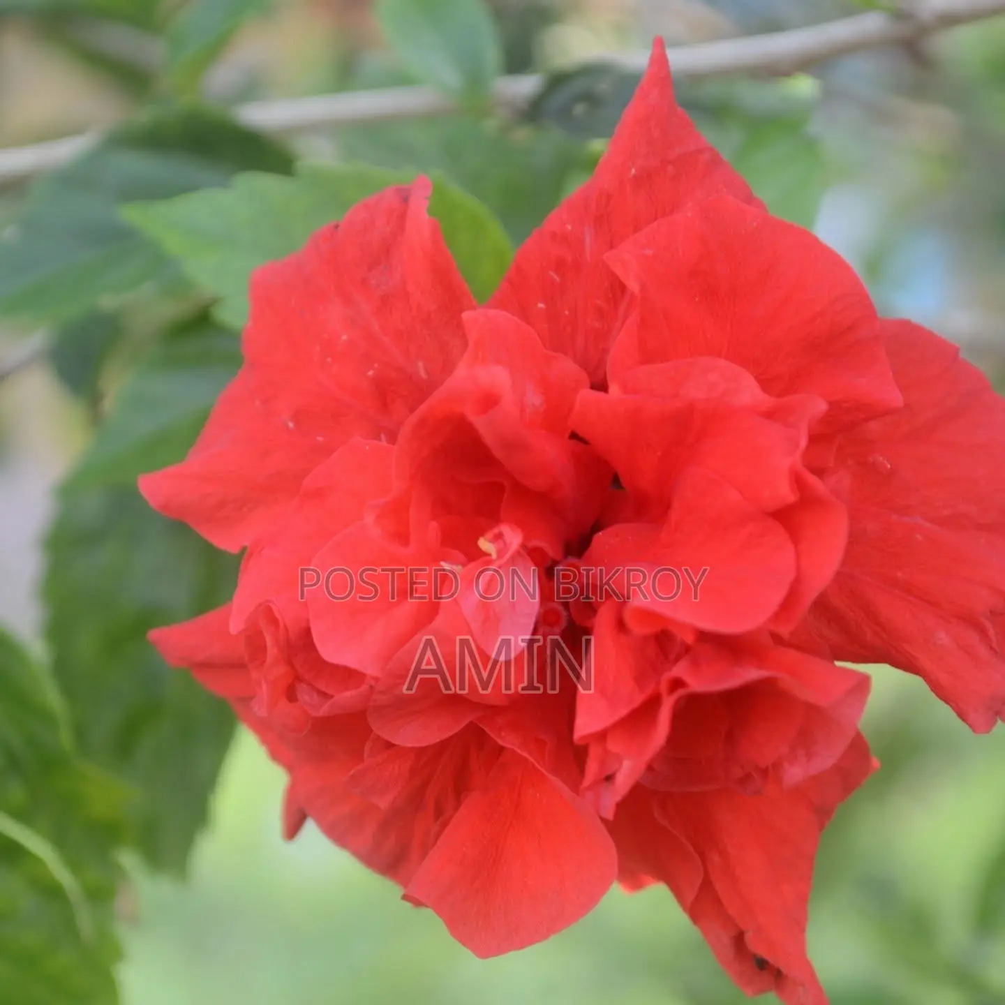 সুরমা টাওয়ারে দোকান ভাড়া