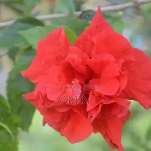 সুরমা টাওয়ারে দোকান ভাড়া