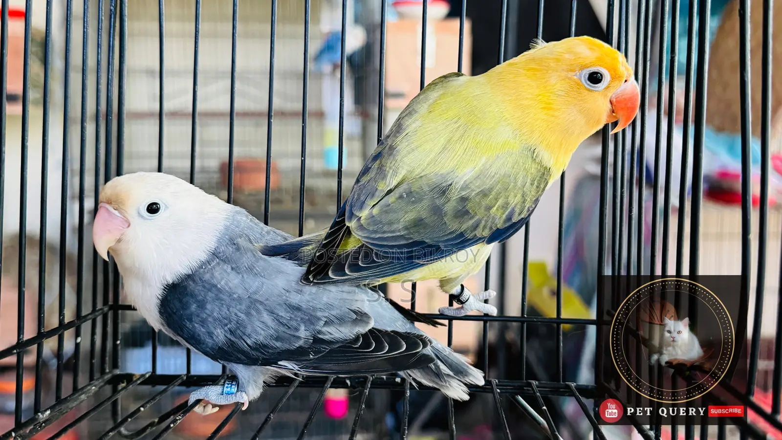 Lovebird Breeding Pair