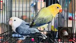 Lovebird Breeding Pair