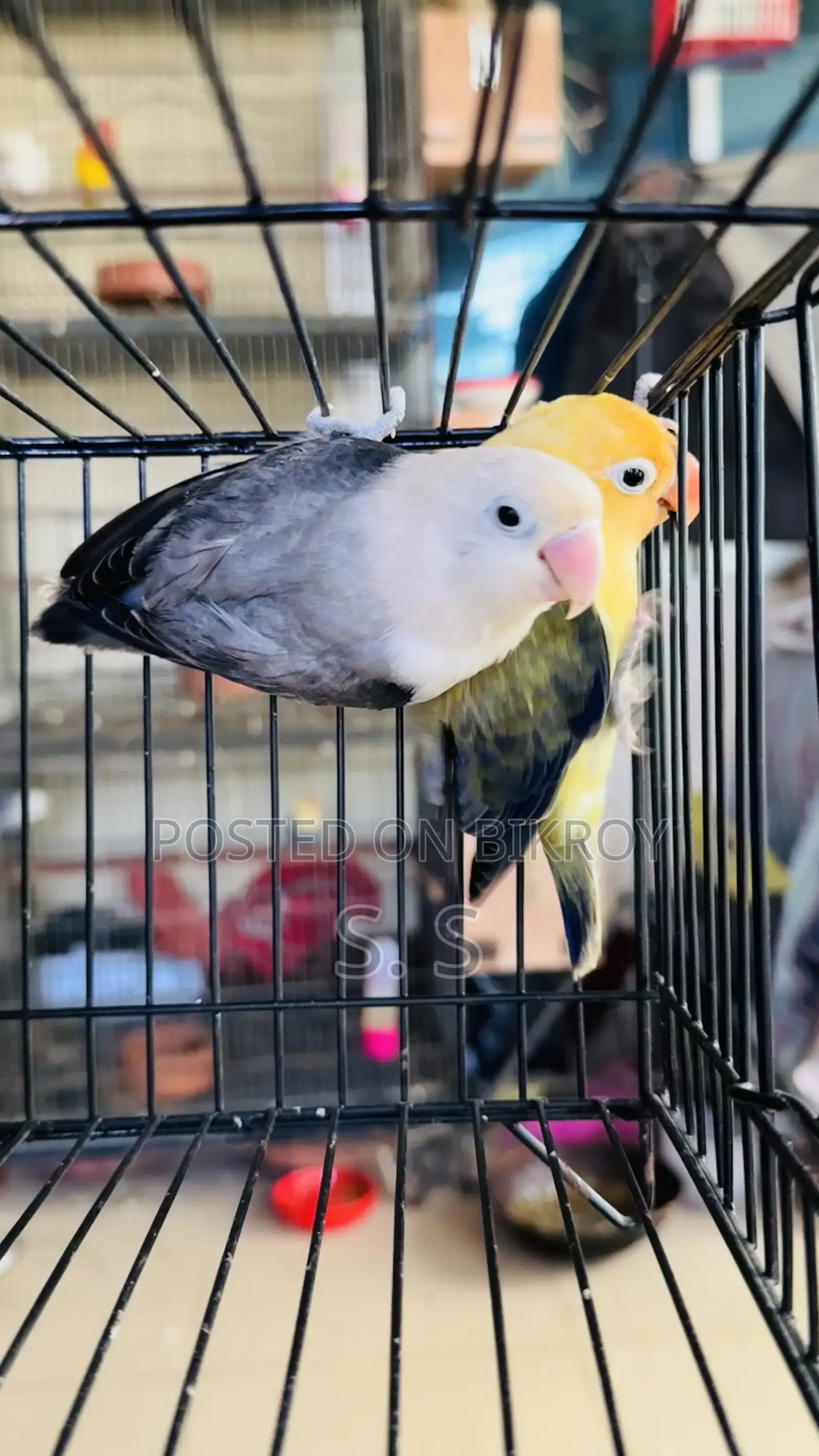 Lovebird Breeding Pair