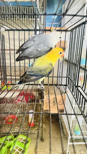 Lovebird Breeding Pair