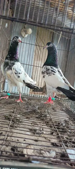 Pakistan Kobutor Kamagar, Teddy, Saki