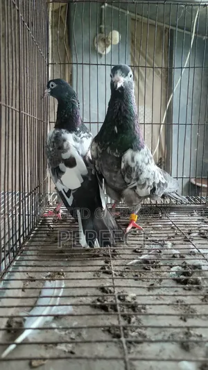 Pakistan Kobutor Kamagar, Teddy, Saki
