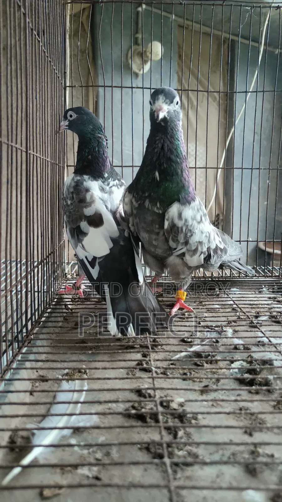 Pakistan Kobutor Kamagar, Teddy, Saki