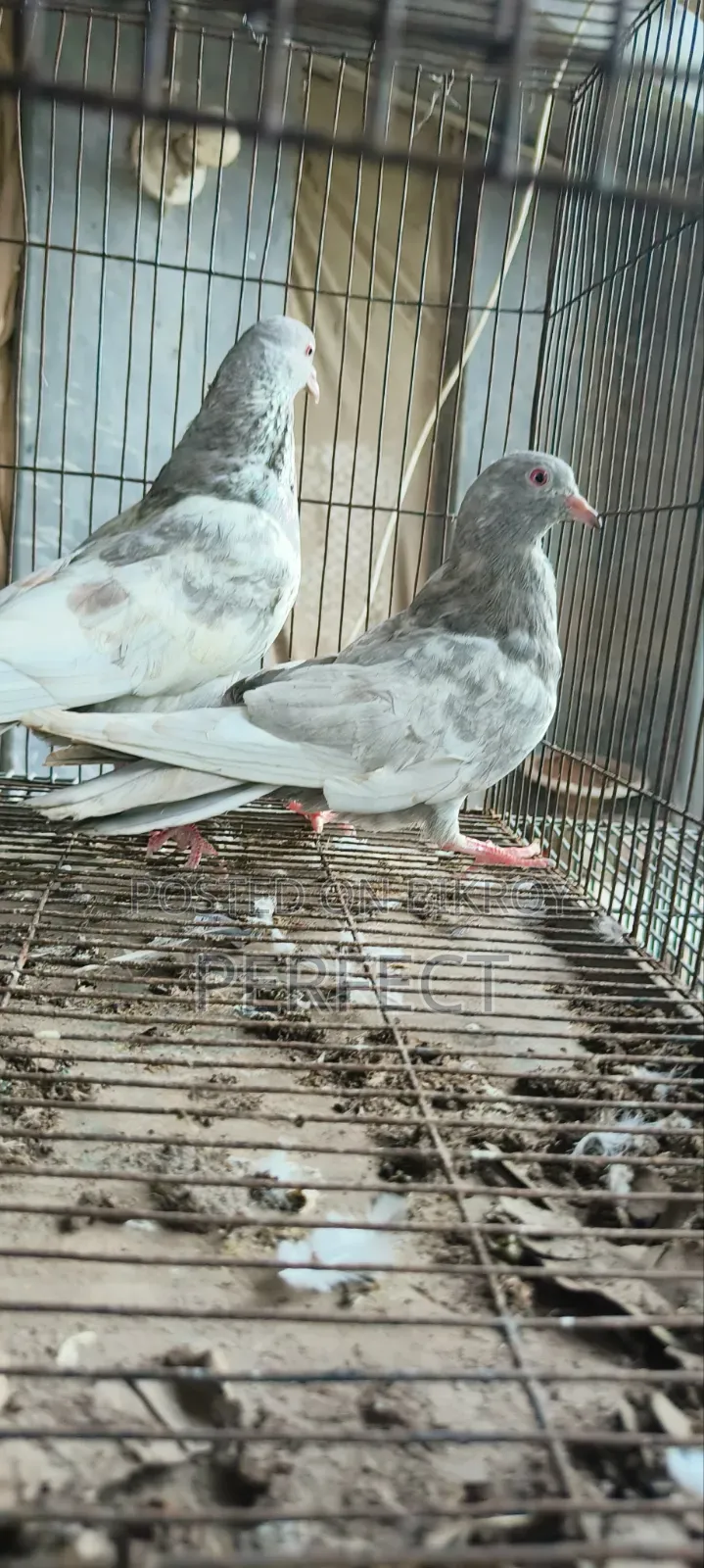 Pakistan Kobutor Kamagar, Teddy, Saki