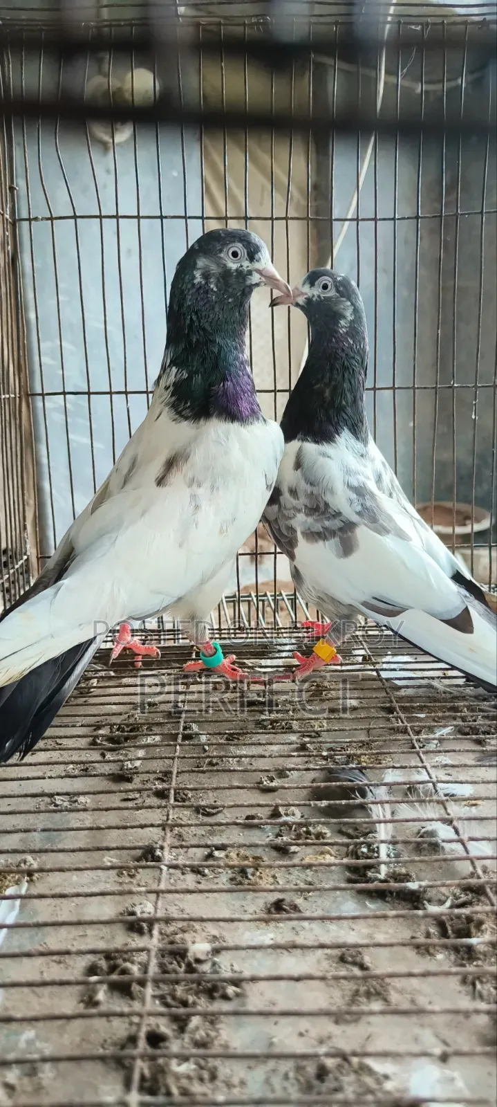 Pakistan Kobutor Kamagar, Teddy, Saki