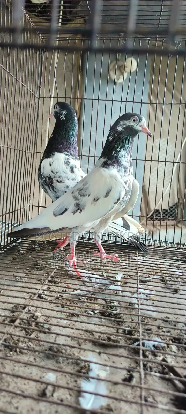 Pakistan Kobutor Kamagar, Teddy, Saki