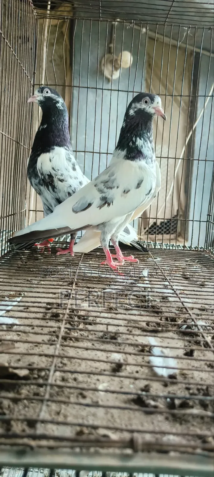Pakistan Kobutor Kamagar, Teddy, Saki